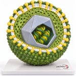 Cytamegalo Virus Model